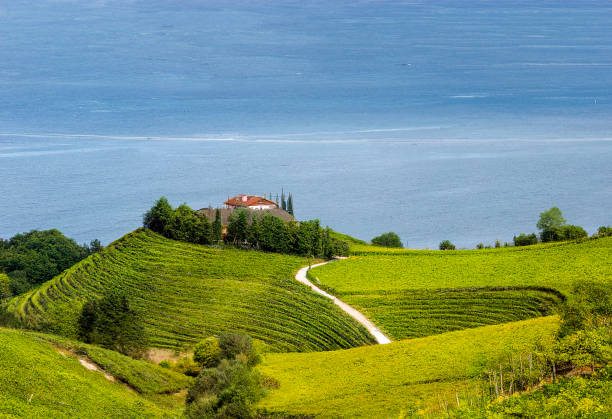 Spanish vineyards Fields of vineyards in Zumaia, San Sebastian, Spain on a sunny day getaria stock pictures, royalty-free photos & images