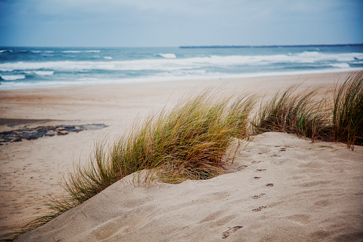 Sand dunes with grass on the shores of the Atlantic Ocean in Portugal. Beautiful ocean landscape