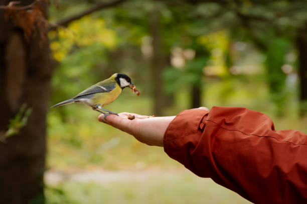 istock Tit hand autumn park. 1352279715
