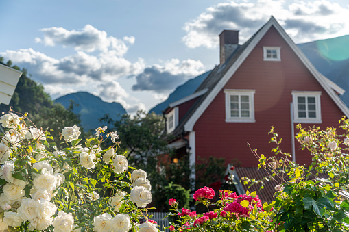 Travel to Norway. A traditional red house surrounded by blooming roses. Northern architecture and nature