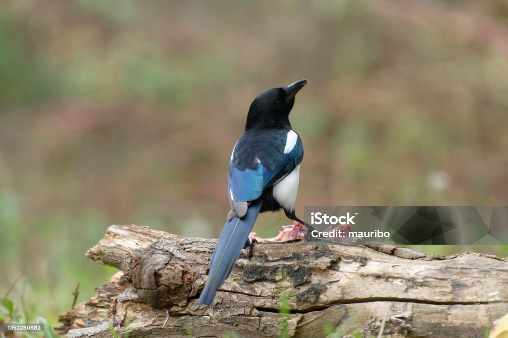 magpie eating a carrion Animal Stock Photo