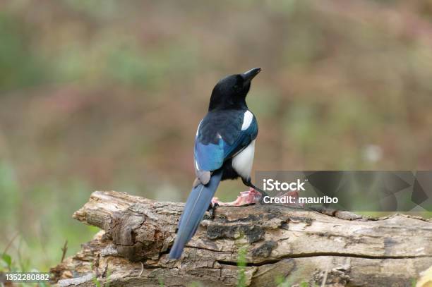 Magpie Eating A Carrion Stock Photo - Download Image Now - Animal, Animal Wildlife, Animals In The Wild