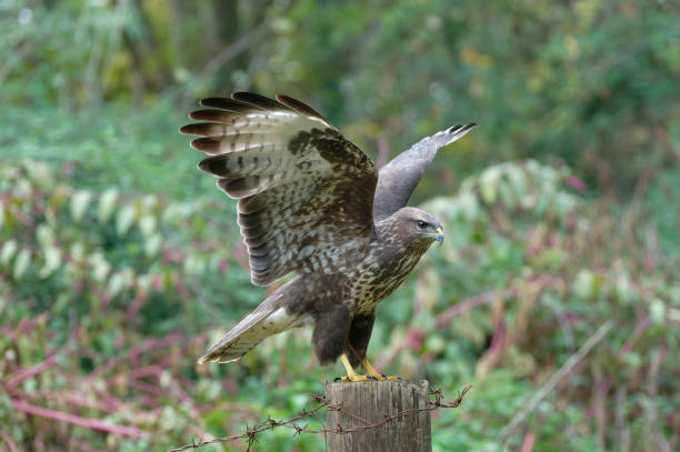 istock Eurasian buzzard in the countryside 1352280936