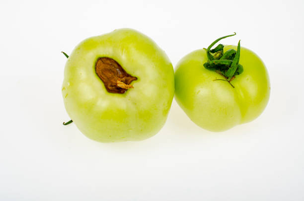 diseases of tomatoes, top rot on fruits. studio photo - colletotrichum imagens e fotografias de stock