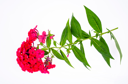 Bright garden flower of red shade isolated on white background. Studio Photo.