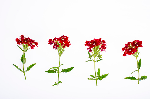 Bright garden flower of red shade isolated on white background. Studio Photo.