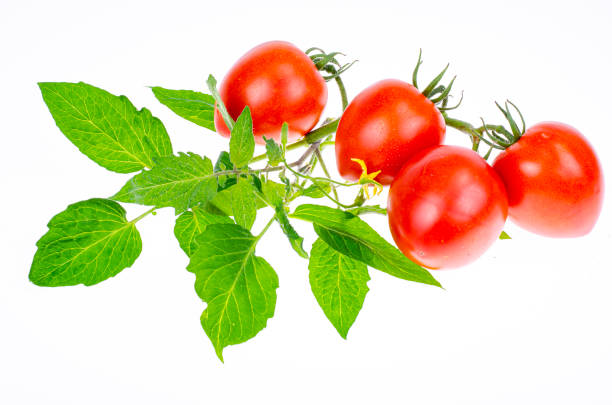 istock Ripe red tomatoes with branches and leaves on white background close-up. Studio Photo. 1352281458