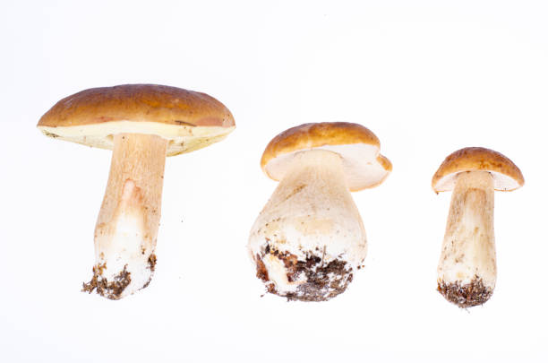 istock Edible forest boletus mushroom isolated on white background. Studio Photo. 1352281479