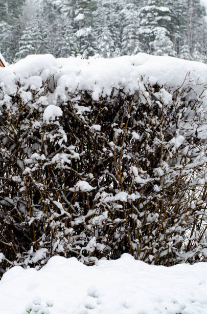 istock Winter. The first snow on branches of bushes and trees. 1352281663
