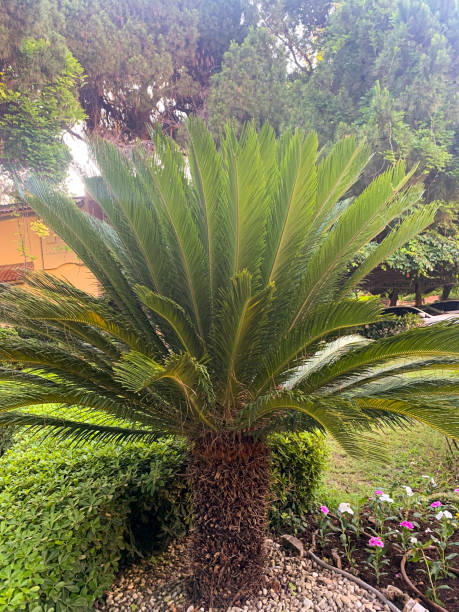 istock Evergreen plant Cycas rumphii cone. Studio Photo 1352282368
