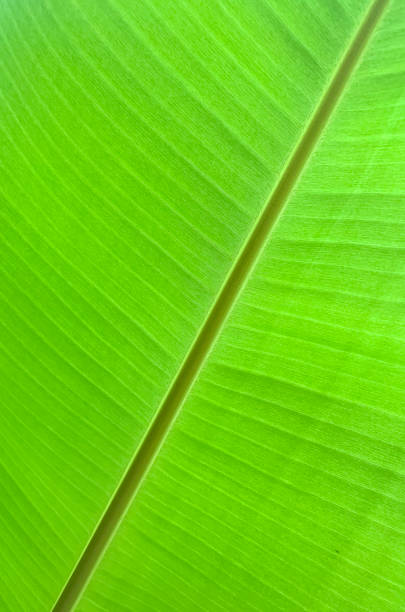 istock Green tropical palm leaf background. Studio Photo 1352282387
