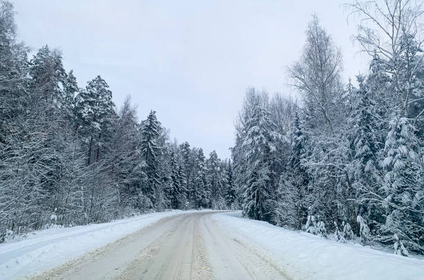 istock Winter. The first snow on branches of bushes and trees. 1352282661