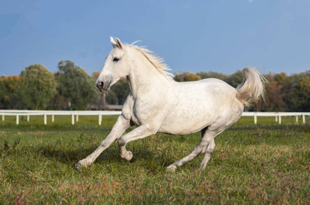 Lipizzaner mare grey horse galloping free Lipizzaner mare grey horse galloping free white horse running stock pictures, royalty-free photos & images