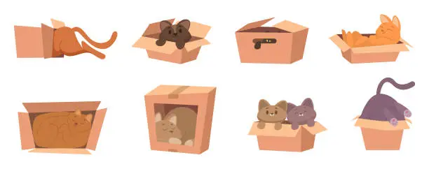 Vector illustration of Cat in box. Funny kitty playing and sitting in cardboard box gift with domestic animal package with pets exact vector cartoon illustration