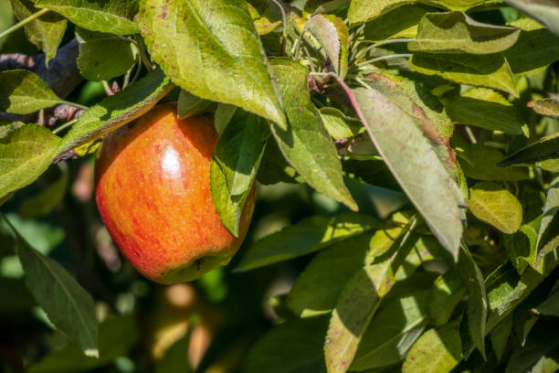 商業リンゴ果樹園での収穫 - apple tree branch ストックフォトと画像