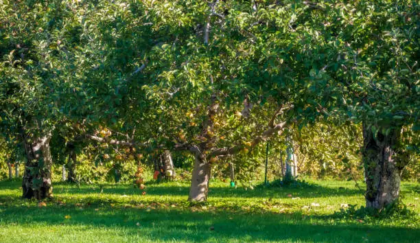 Photo of Harvest in a commercial apple orchard