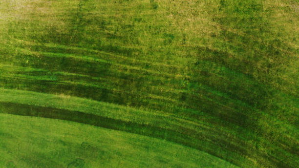 istock Aerial. Green grass lawn texture. Top view from drone. 1352285051