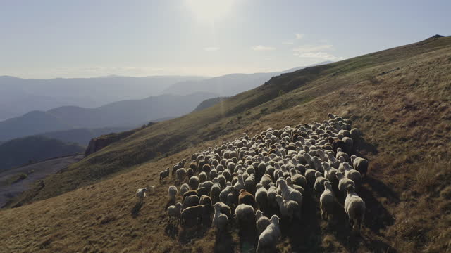 Herd Sheep In The Mountains.