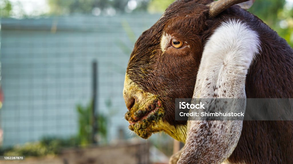 Infected A Brown Goat With Mouth And Foot Diease Contagious Pustular infected-a-brown-goat-with-mouth-and-foot-diease-contagious-pustular