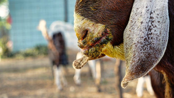 Contagious pustular dermatitis. A common diease in goat species. Contagious pustular dermatitis is a zoonotic. stock photo