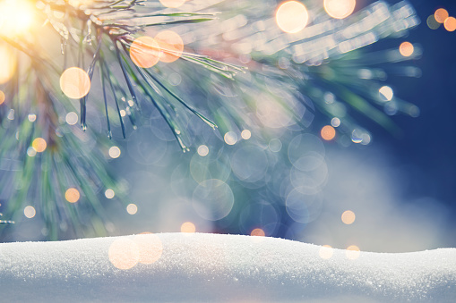Pine tree background for Christmas decoration with snow and defocused lights