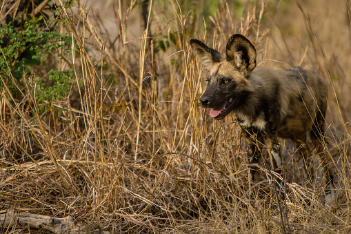 African Wild Dogs (Lycaon Pictus) are one of Africa’s most endangered predators.