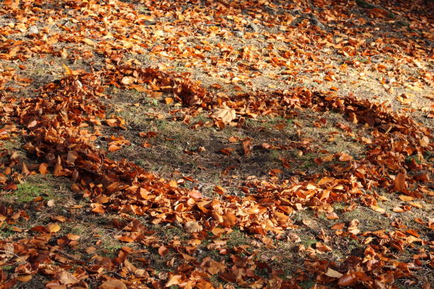 istock Heart of leaves 1352289416