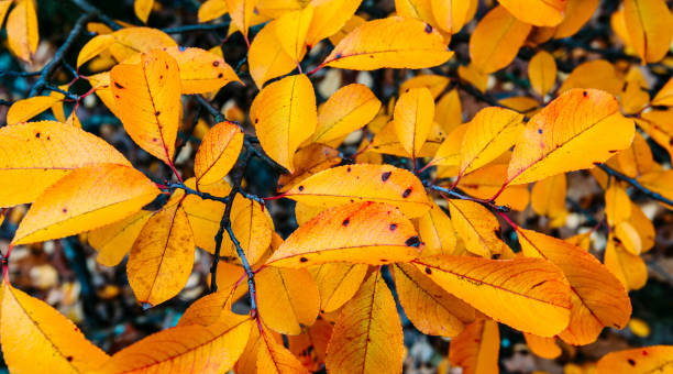 istock yellow-red leaves close-up on a dark background 1352289742