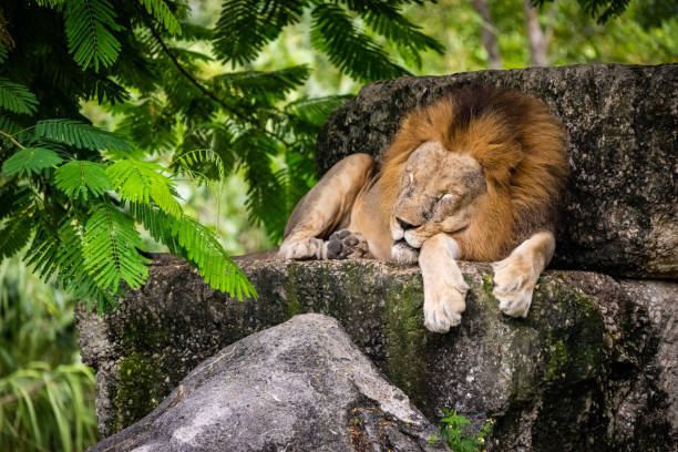 istock Male lion resting  in wildlife reserve 1352290896