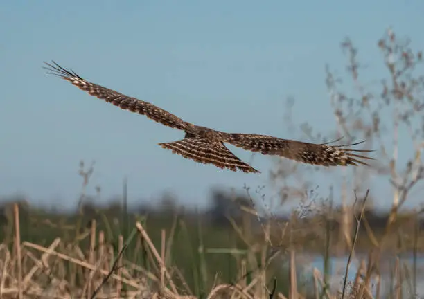 Photo of Wings of  a Northern Harrier Hawk