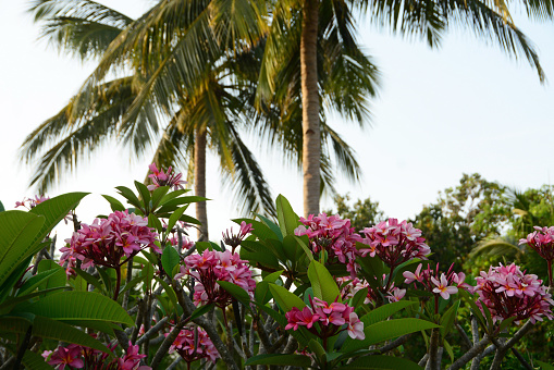 Langkawi: tropical climate with in front a blooming frangipani plant in the background some palmtree.