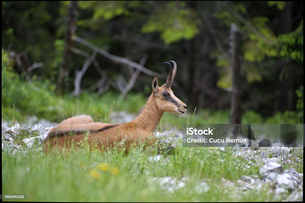 Calm carpathian chamois, rupicapra rupicapra, lying down on a rock in summer mountains. Tranquil chamois resting rock from profile. Animal Stock Photo