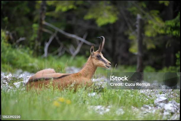 Calm Carpathian Chamois Rupicapra Rupicapra Lying Down On A Rock In Summer Mountains Tranquil Chamois Resting Rock From Profile Stock Photo - Download Image Now
