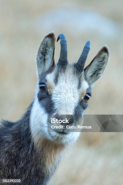 Portrait Of A Young Chamois On The Brown Background Rupicapra Rupicapra Wildlife Romania Stock Photo - Download Image Now