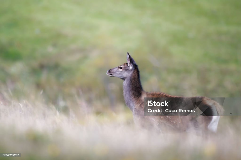 Red Deer Calf in field of grass and bracken/Red Deer Calf/Red Deer (Cervus elaphus) Animal Stock Photo