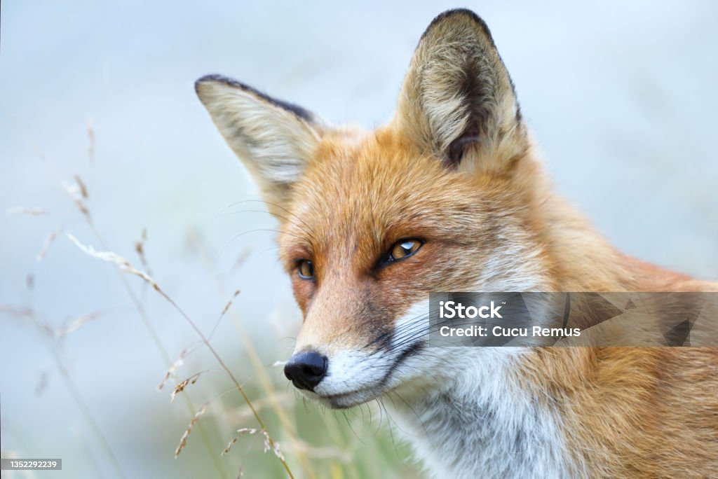 Red Fox - Vulpes vulpes, close-up portrait with bokeh Animal Stock Photo