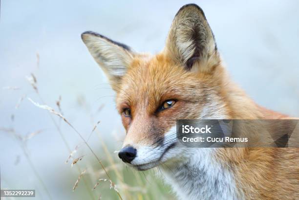 Red Fox Vulpes Vulpes Closeup Portrait With Bokeh Stock Photo - Download Image Now