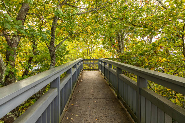istock Elevated Walkway in North Carolina Mountains 1352294231