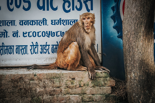 A monkey sitting on a low brick wall with a sign behind it with writing in Hindu language outdoors in Delhi, India on March 17, 2021. Concept of wild animals.