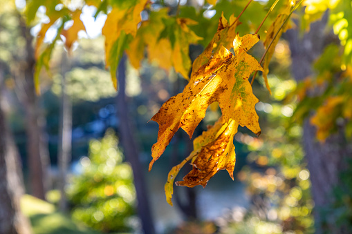 Closeup view of leaves on tree in Blowing Rock, North Carolina pubic park in Autumn.