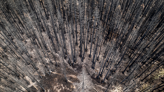 Markleeville California, USA - October  08, 2021: The Tamarack Fire on the Humboldt-Toiyabe National Forest  burned 68,637 acres. First being reported on July 4, 2021 the fire stretched into Nevada and was fully contained in October.