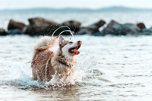 one husky dog moving and playing in movement on the water, on the beach, during golden hour sunset