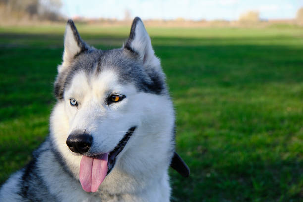 istock Muzzle gray colored dog Siberian husky breed with its tongue hanging out. 1352298577