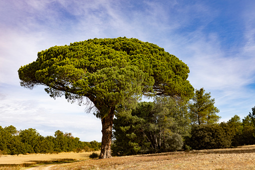 Umbrella pine in La Horra, Burgos, Spain