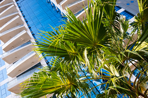 A modern office or hotel building with a mirrored blue facade surrounded by palm trees.