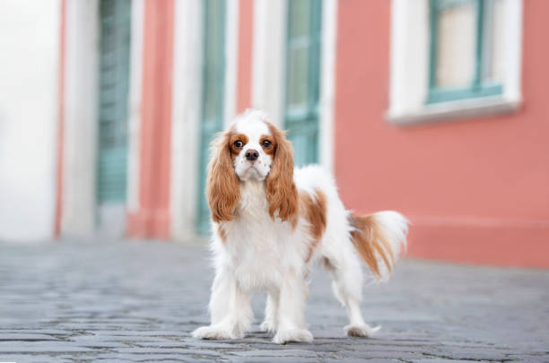 cavalier king charles spaniel posing in the city