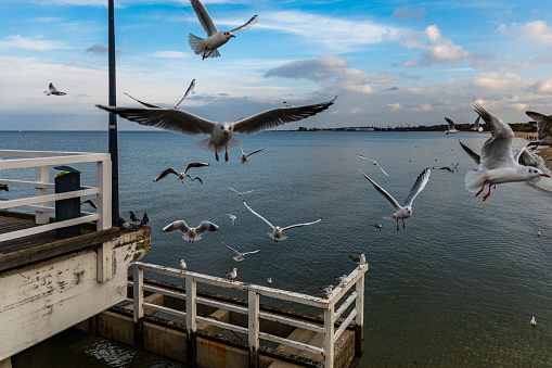 Flying seagulls around long pier over the sea