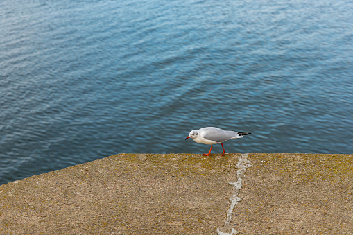 Alone seagull walking on edge of concrete breakwater