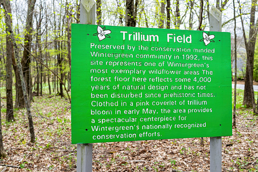 Wintergreen, USA - May 5, 2021: Sign billboard at Wintergreen ski resort town for trillium field wildflowers flowers in forest woods of Virginia for environmental conservation