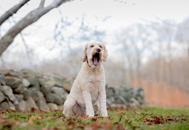 one labradoodle dog yawning in the park